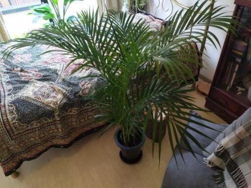 お得①初心者向け大型迫力観葉植物　リラックス空間