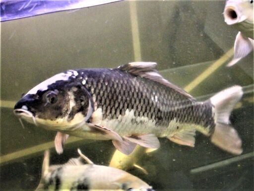 変わり鯉　白頂　羽白　５０ｃｍ± 変わり鯉 白頂 羽白 50cm±