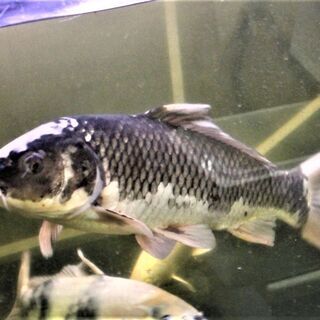 変わり鯉　白頂　羽白　５０ｃｍ±