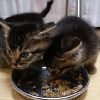 【終了しました】もうすぐ生後2ヶ月の猫3匹　里親募集します！ − 宮城県
