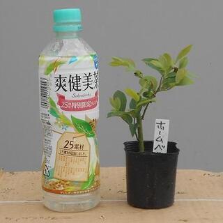 中古ブルーベリー苗木が無料 格安で買える ジモティー 中古ブルーベリー苗木が無料 格安で買える ジモティー