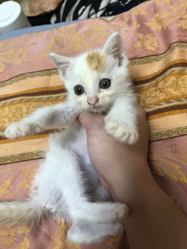 大至急 推定1ヶ月 珍しい柄の三毛猫 糸満の猫の里親募集 ジモティー