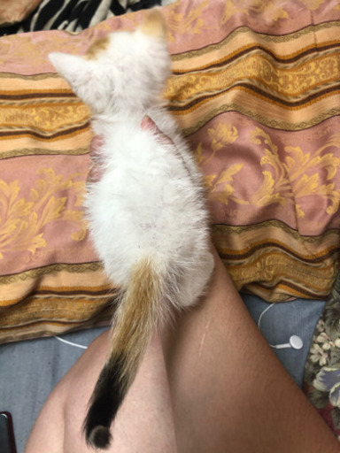 大至急 推定1ヶ月 珍しい柄の三毛猫 糸満の猫の里親募集 ジモティー 大至急 推定1ヶ月 珍しい柄の三毛猫 糸満の猫の里親募集 ジモティー