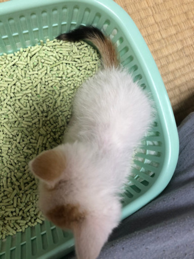 大至急 推定1ヶ月 珍しい柄の三毛猫 糸満の猫の里親募集 ジモティー 大至急 推定1ヶ月 珍しい柄の三毛猫 糸満の猫の里親募集 ジモティー