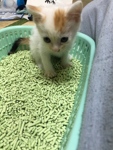 大至急 推定1ヶ月 珍しい柄の三毛猫 糸満の猫の里親募集 ジモティー 大至急 推定1ヶ月 珍しい柄の三毛猫 糸満の猫の里親募集 ジモティー