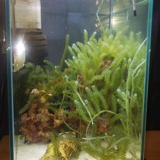 海ぶどう無料で差し上げます 食用ではありません シロ 南大塚のその他の中古あげます 譲ります ジモティーで不用品の処分