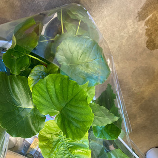 【ネット決済・配送可】観葉植物ウンベラータ　7寸鉢1900円