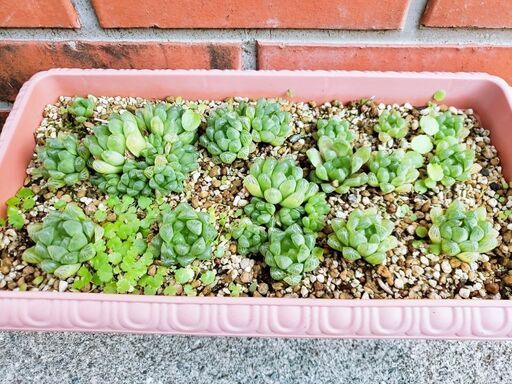 多肉植物 ハオルチアお値下げしました プーチル 高知のその他の中古あげます 譲ります ジモティーで不用品の処分 多肉植物 ハオルチアお値下げしました プーチル 高知のその他の中古あげます 譲ります ジモティーで不用品の処分