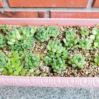 多肉植物 ハオルチアお値下げしました プーチル 高知のその他の中古あげます 譲ります ジモティーで不用品の処分