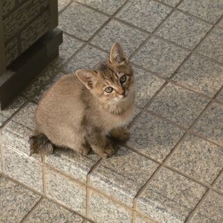 生後2ヶ月くらいの子猫の里親さん募集