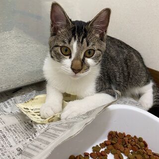 多頭飼育崩壊レスキューの子猫