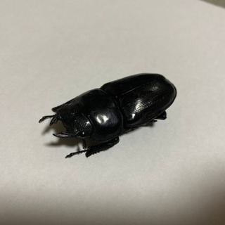 オオクワ83ミリ56ミリ