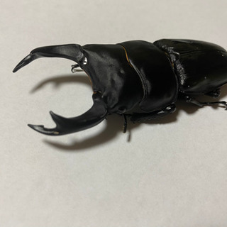 【おすすめ】 オオクワ83ミリ56ミリ その他