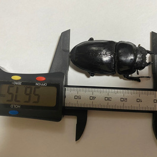 オオクワ83ミリ56ミリ