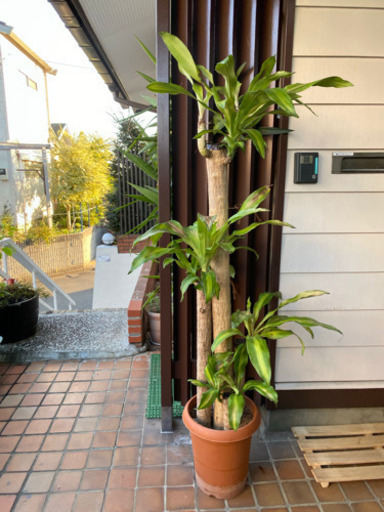 差し上げます 幸福の木 観葉植物 リビングにどうぞ エルナ 愛甲石田のその他の中古あげます 譲ります ジモティーで不用品の処分