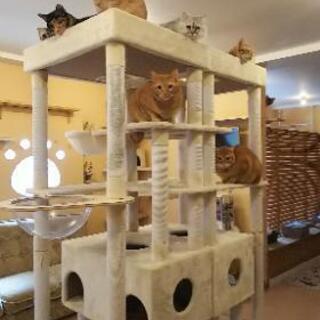 猫カフェ十にゃん十色 ジュウニャントイロ 八千代台の創作料理の無料広告 無料掲載の掲示板 ジモティー 猫カフェ十にゃん十色 ジュウニャントイロ 八千代台の創作料理の無料広告 無料掲載の掲示板 ジモティー