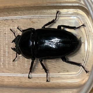 クワガタ（オオクワガタ♀能勢ＹＧ57.4mm） クワガタ（オオクワガタ♀能勢YG57.4mm）