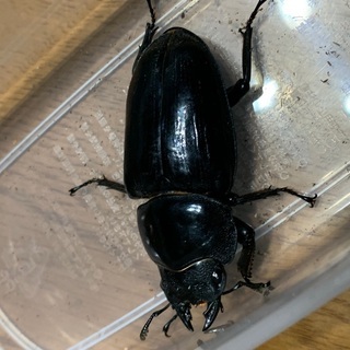 クワガタ（オオクワガタ♀能勢ＹＧ57.4mm） クワガタ（オオクワガタ♀能勢YG57.4mm）