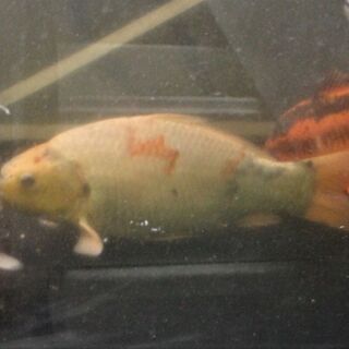 体高あり 三色影墨模様鯉 34cm±