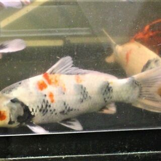 鮮やか　花柄模様　三色鯉　３７ｃｍ± 鮮やか 花柄模様 三色鯉 37cm±