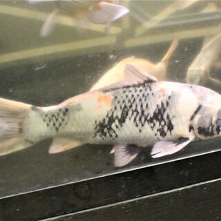 鮮やか 花柄模様 三色鯉 37cm±