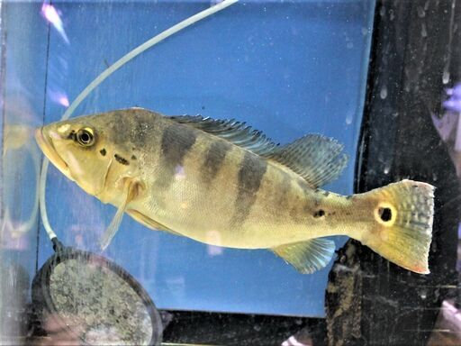 大きめ　キクラspアズール　３５ｃｍ±