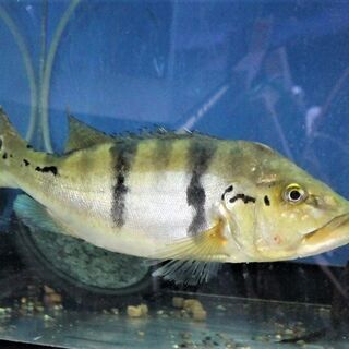 ●日本正規品● 大きめ キクラspアズール 35cm± その他