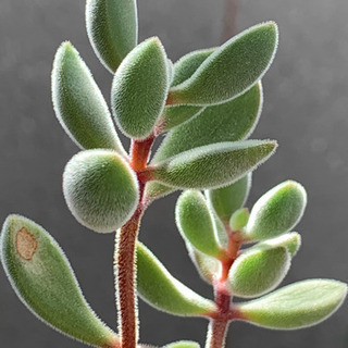 多肉　ロゲルシー　鉢ごと　植物