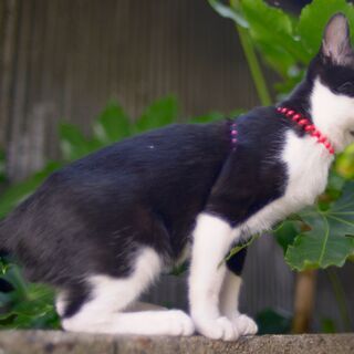 子猫　ハチワレ黒白　オス　飼い主不在を確認済み - 加古川市