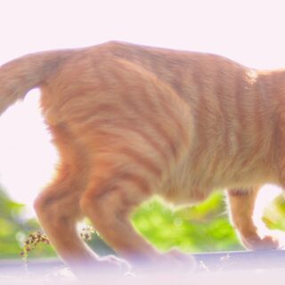 子猫　茶トラ　オス　飼い主不在を確認済み - 里親募集