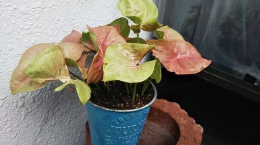 観葉植物 ピンクシンゴニウム まろん プロフ必読 札幌のその他の中古あげます 譲ります ジモティーで不用品の処分