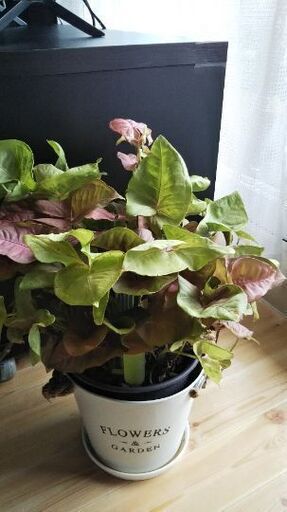 観葉植物 ピンクシンゴニウム まろん プロフ必読 札幌のその他の中古あげます 譲ります ジモティーで不用品の処分