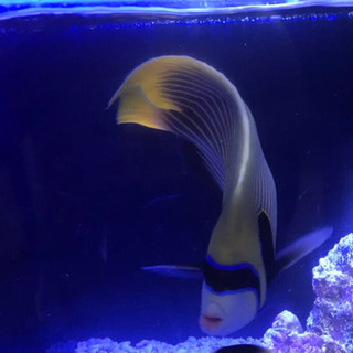 タテジマキンチャクダイ30cm・サザナミヤッコ28cmセット