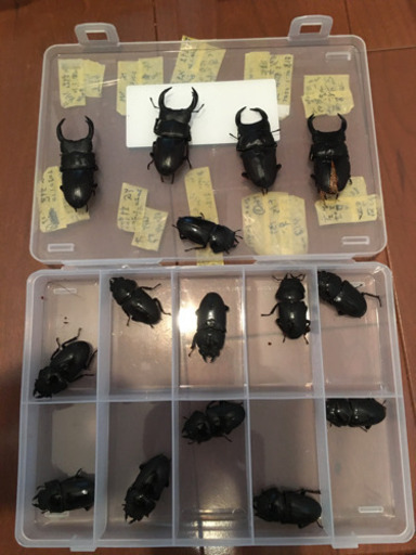 オオクワガタ YG血統 14匹＋1匹