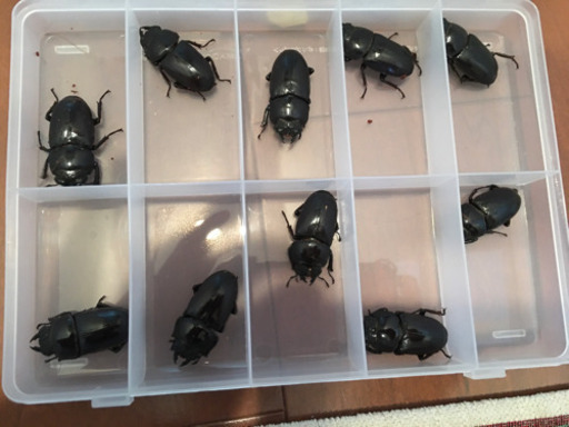 オオクワガタ　YG血統　14匹＋1匹 オオクワガタ YG血統 14匹＋1匹