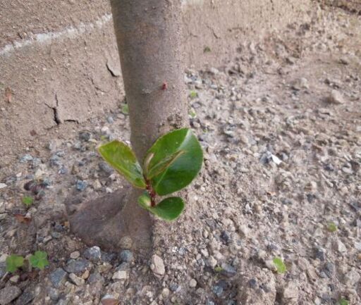 12月18日引き取りに来て頂ける方希望 普通のサザンカ山茶花ピンク色強剪定してあります 高さ約４０ｃｍ地植え引っこ抜けるようならあげます 葉 タム 津のその他の中古あげます 譲ります ジモティーで不用品の処分