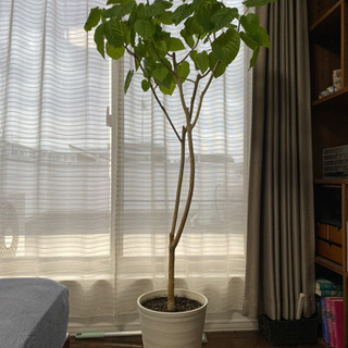 【ネット決済】観葉植物 ウンベラータ 樹脂製白い鉢  高さ165...
