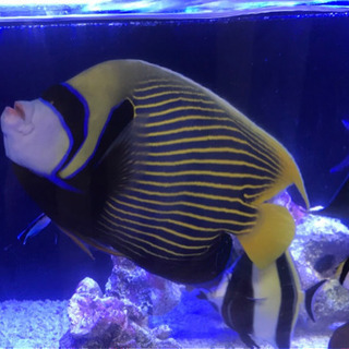 タテジマキンチャクダイ30cm・サザナミヤッコ28cmセット