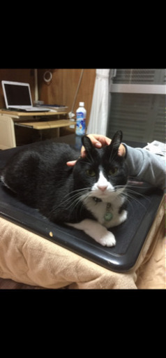 シアワシ運ぶマダム❣️ハチわれ猫ちゃん😸 (並里雅美) 中頭の猫の里親 