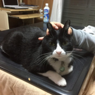 シアワシ運ぶマダム❣️ハチわれ猫ちゃん😸 (並里雅美) 中頭の猫の里親 