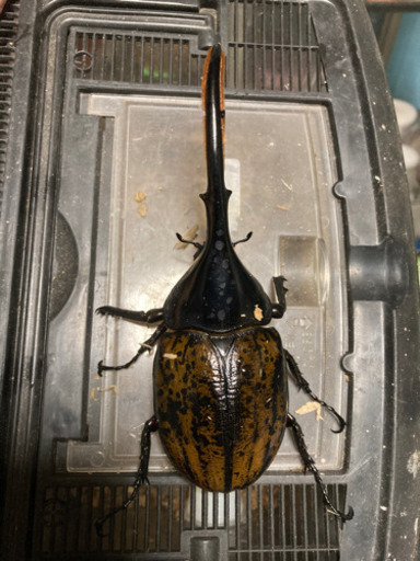 福袋 ヘラクレスオオカブト確定