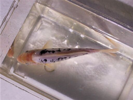 緋色の欠片　ドイツ白写り鯉　２２ｃｍ±
