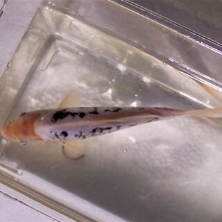 緋色の欠片 ドイツ白写り鯉 22cm±