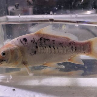 緋色の欠片　ドイツ白写り鯉　２２ｃｍ± 緋色の欠片 ドイツ白写り鯉 22cm±