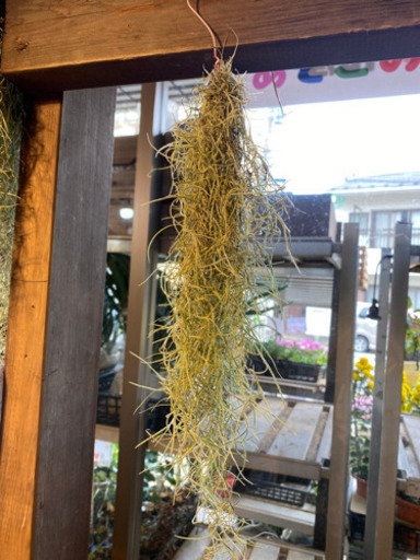 ファインシルバーエアープランツお安いです あそこのみっちゃん 荏原町のその他の中古あげます 譲ります ジモティーで不用品の処分 ファインシルバーエアープランツお安いです あそこのみっちゃん 荏原町のその他の中古あげます 譲ります ジモティーで不用品の処分