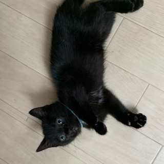 かわいい黒猫レオ君