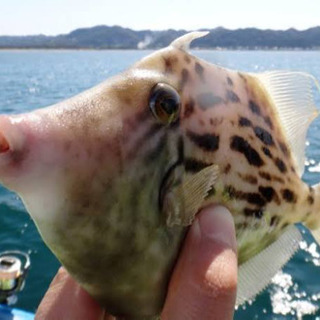 釣りに行こう！カワハギ狙い