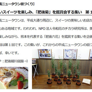 【熊本市平成ニュータウン街づくり】「肥後菊」の展示会です。…