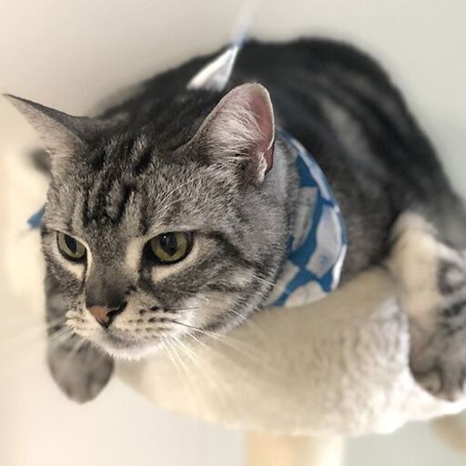ネコ里親募集アメリカンショートヘアー猫 越川 豊橋の猫の里親募集 ジモティー ネコ里親募集アメリカンショートヘアー猫 越川 豊橋の猫の里親募集 ジモティー