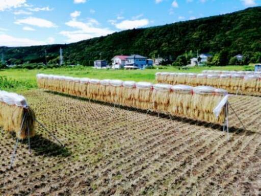 天日干し…ひかり新世紀、玄米30 kg6000円